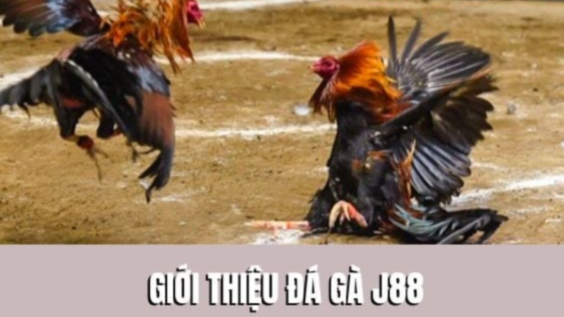 Sơ lược về nhà cái uy tín J88